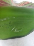 DG228GR1 BAIJAN GLASS