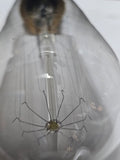 UCE1002 VINTAGE EDISON STYLE SQUIRREL CAGE FILAMENT E26 CLEAR 110-130V 40 WATT 120 LUMENS BULB
