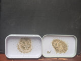 MT006 WRENDALE DESIGNS MINI DESIGNER TIN "HEDGEHOG"