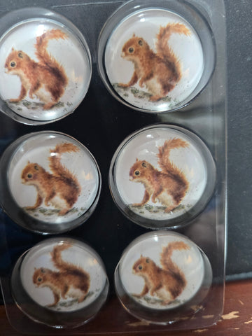 MGT010-6 "SQUIRREL" FRIDGE 6P MAGNET WRENDALE DESIGNS