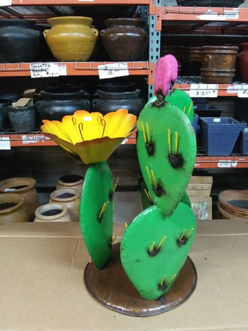 Cactus-Single with a Big Flower